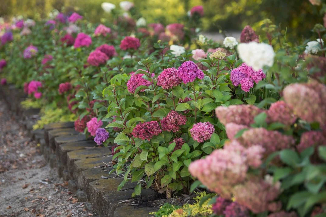 A garden bed with pink, purple, and white hydrangea flowers along a brick border
