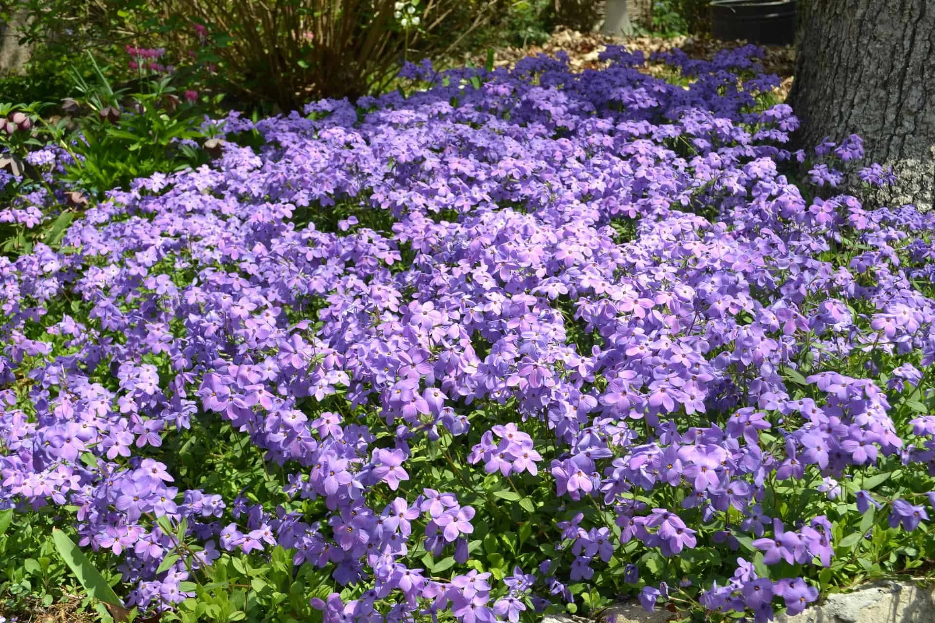 Purple flowering plants surrounding a tree trunk in a garden.