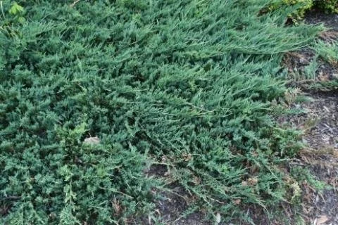 Close-up of green, bushy shrub with small leaves