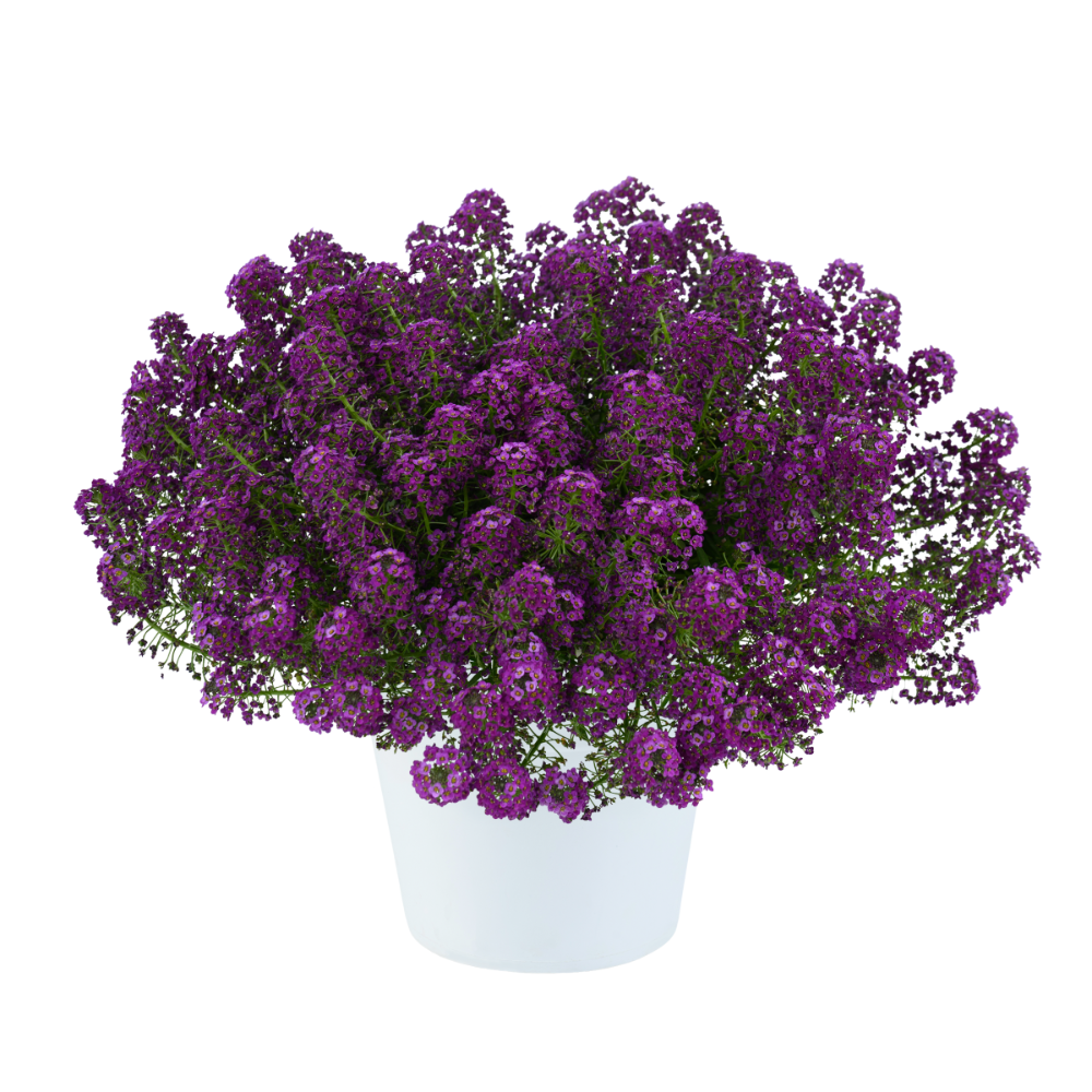 A potted plant with numerous small purple flowers in a white container.