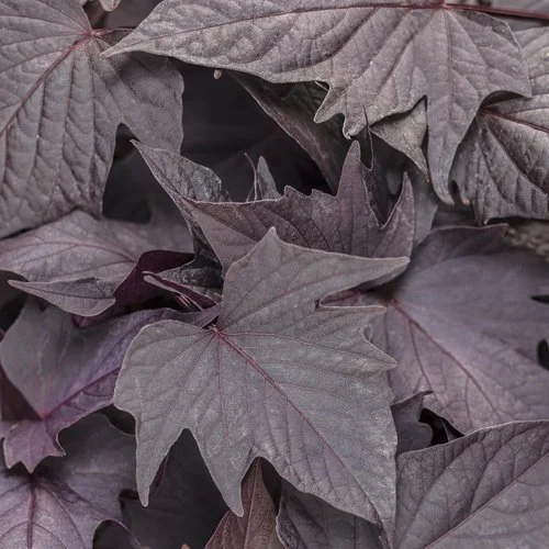 Close-up of purple maple leaves with visible veins.