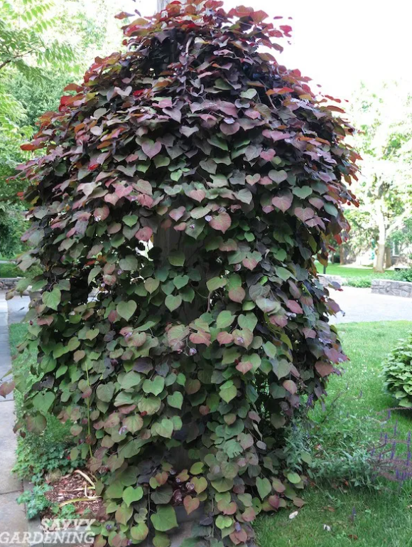 ruby falls redbud.png
