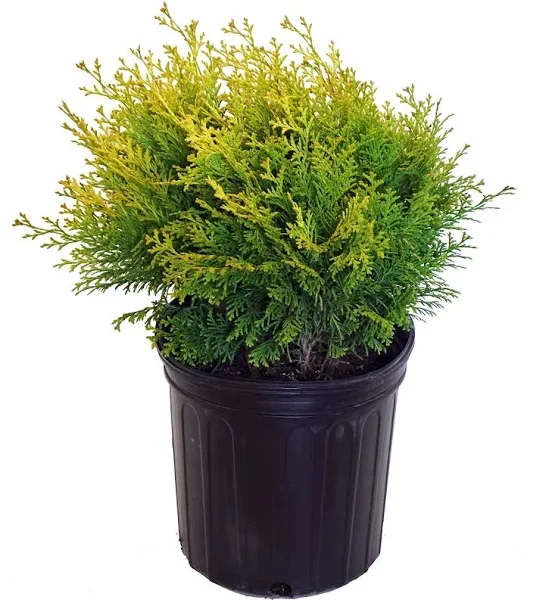 A potted green shrub with small leaves in a black plastic pot.