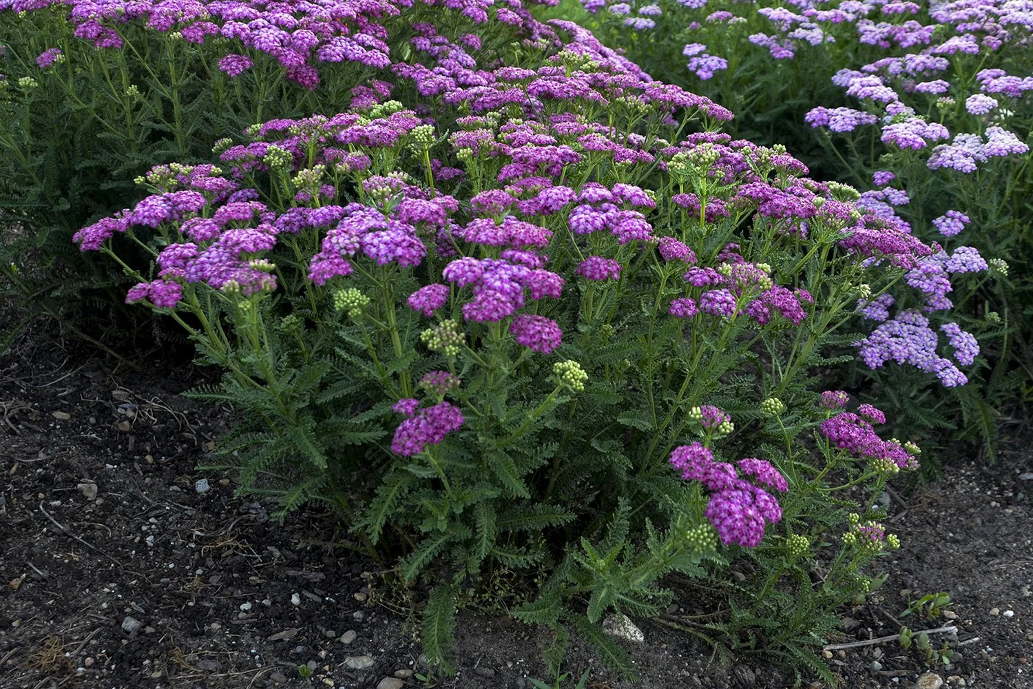 Pink and purple flowering plants growing in soil.