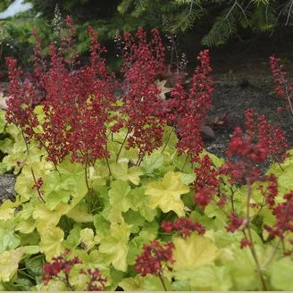 Colorful garden with green foliage, yellow leaves, and bright red flowering plants.