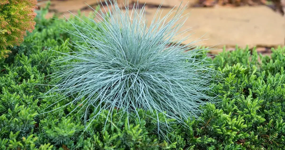 festuca-beyond-blue-featured-image.webp