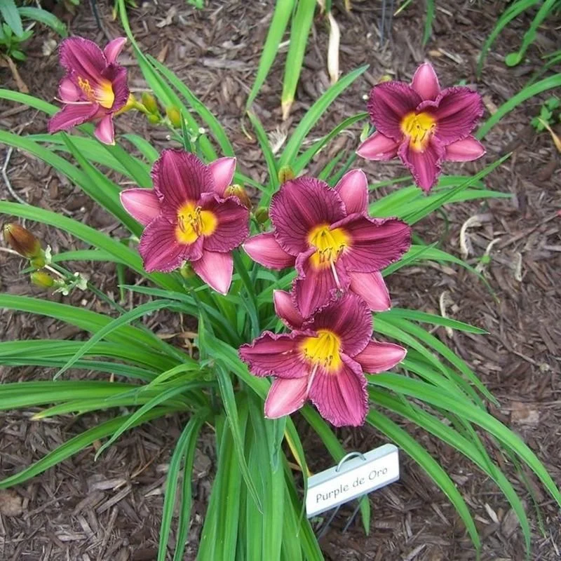 Pink daylilies with yellow centers growing in mulch garden bed.