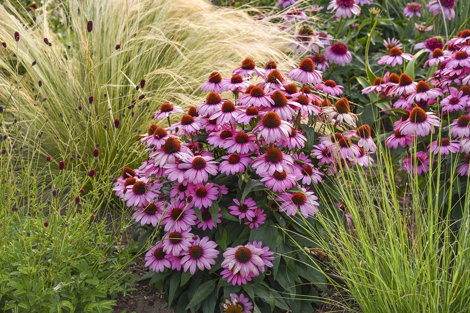 Pink coneflowers blooming in a garden, surrounded by tall grass and other plants.