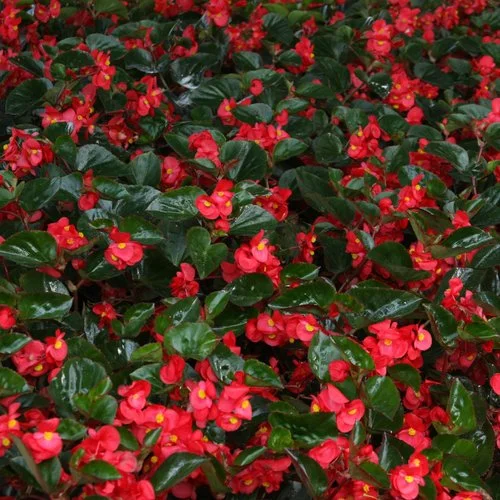 A dense bed of green leafy plants with red and yellow flowers, likely a type of flowering shrub or plant.