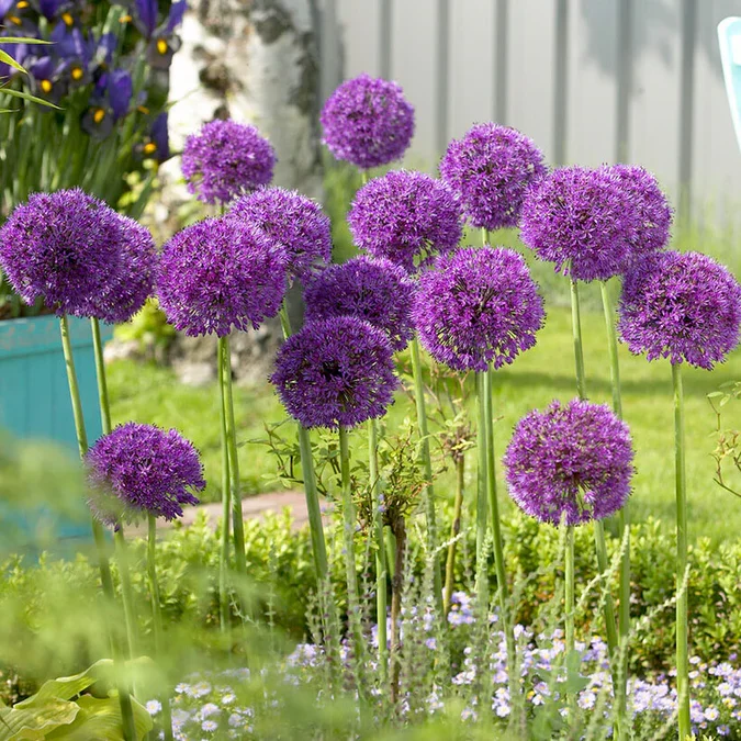 A garden with tall purple allium flowers in bloom, surrounded by green grass and smaller purple and white flowers.