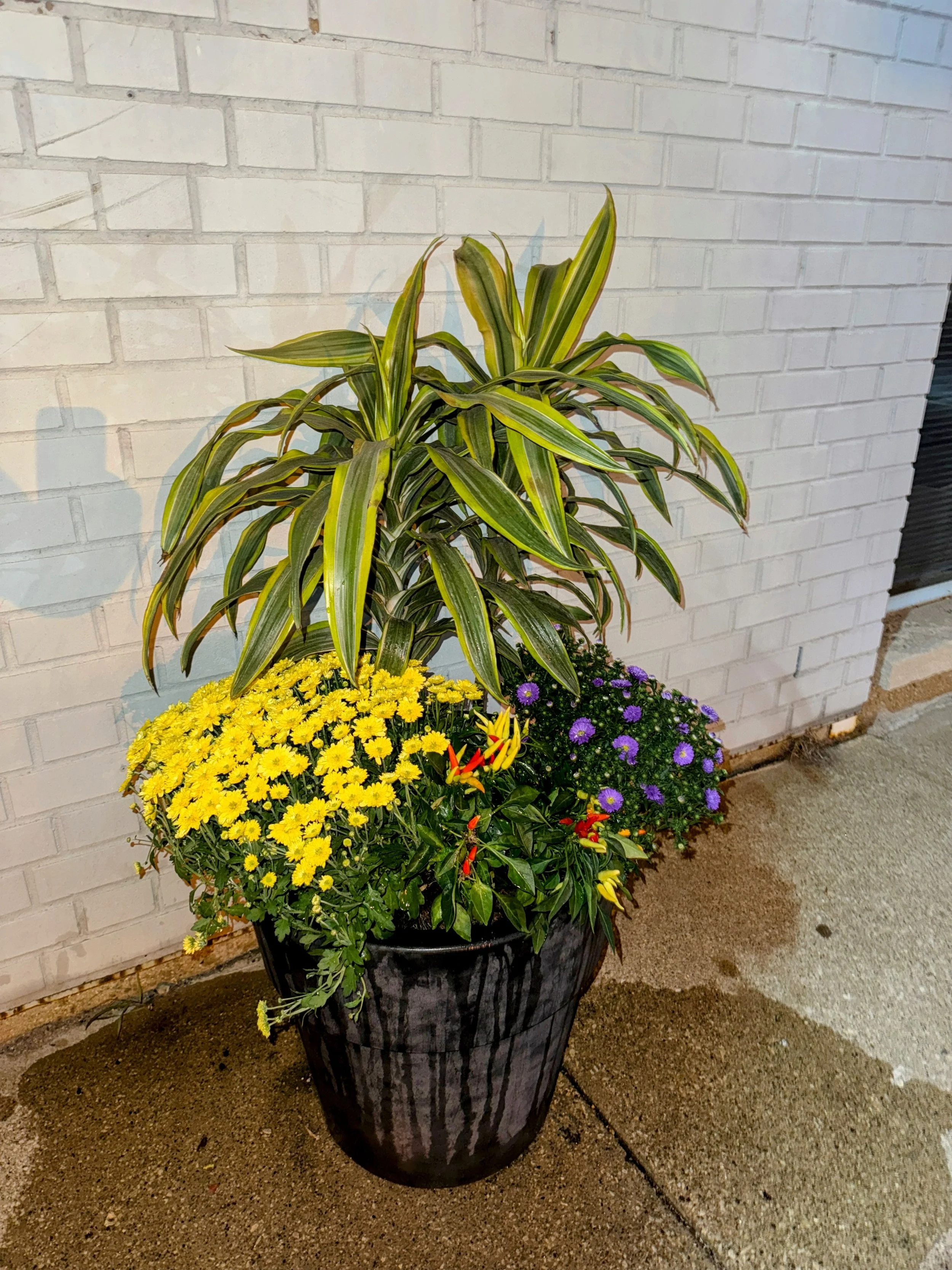 A potted plant with large green and yellow striped leaves, surrounded by smaller yellow and purple flowers, placed on a sidewalk against a brick wall.