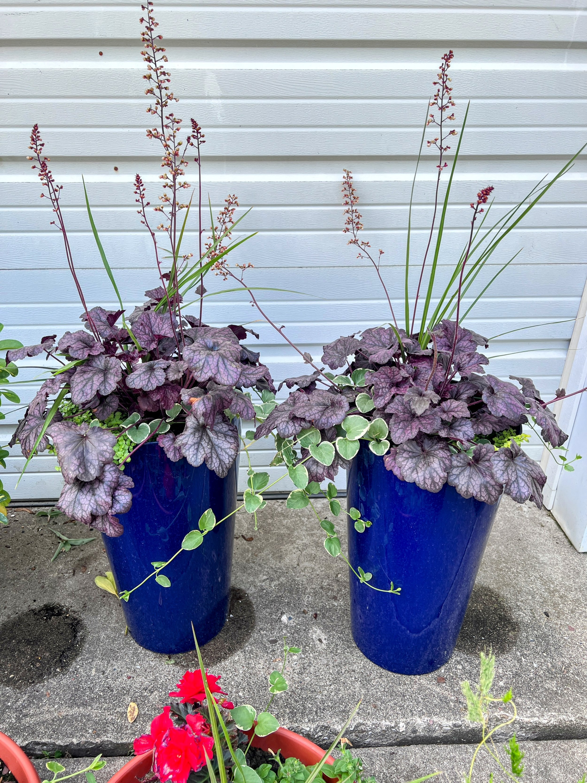 Two tall blue planters with purple and green foliage plants, placed outdoors on concrete, with a white slatted wall in the background.