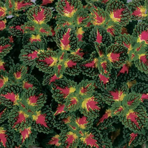 Close-up of coleus plant leaves with green, red, and yellow coloring.