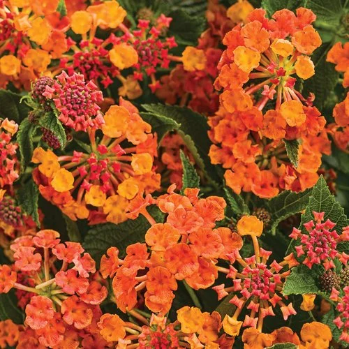 Bright orange and yellow lantana flowers with some pink buds and green leaves.