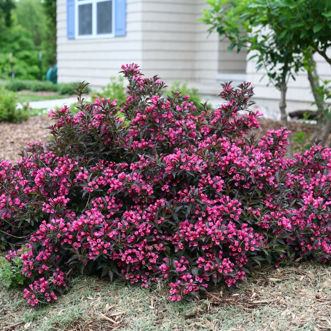 Pink flowering shrub in a front yard with a house and green trees in the background.