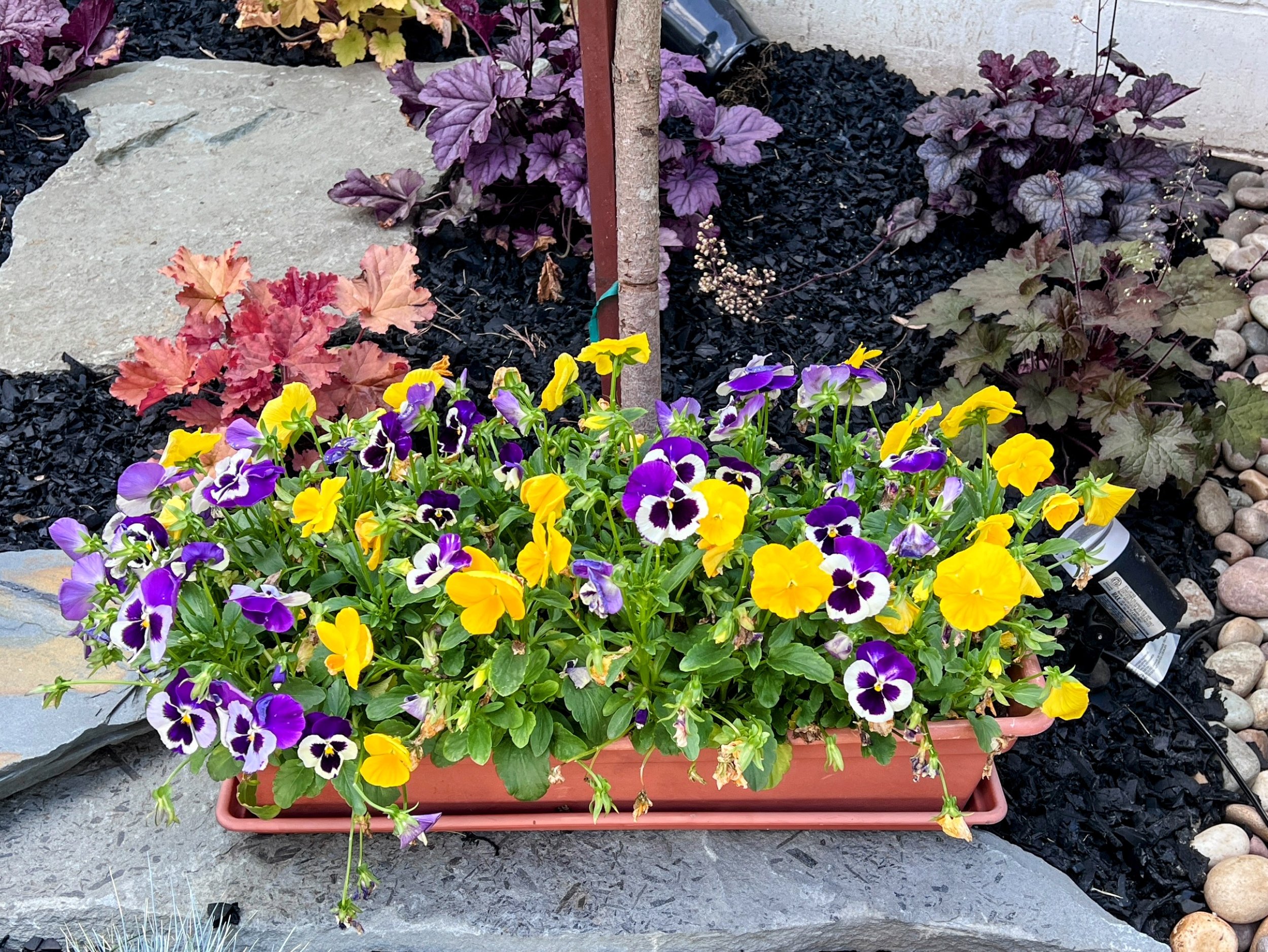 Colorful pansies in yellow, purple, and white in a rectangular pink planter on a patio with rocks and mulch.
