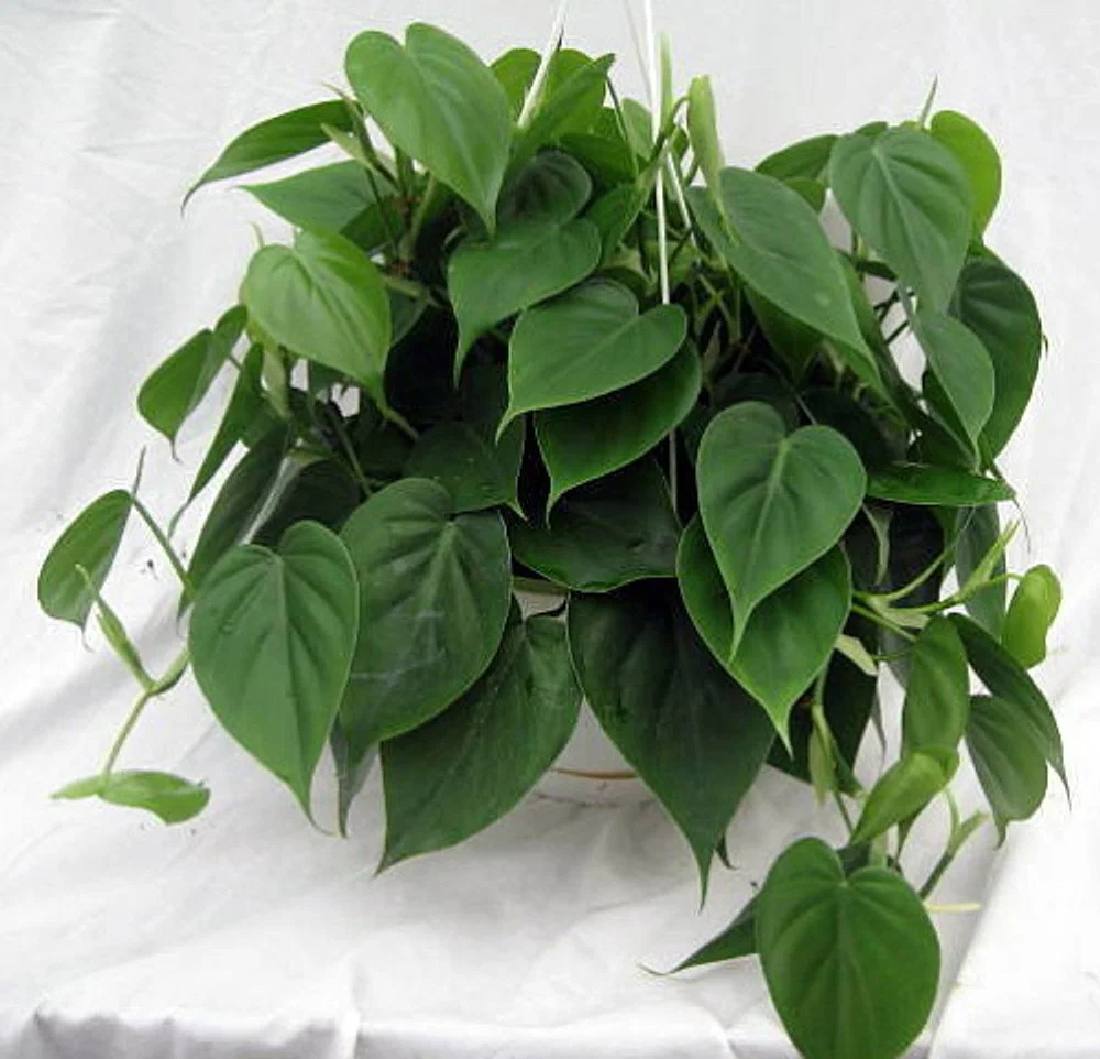philodendroncordatum2__10025.jpg