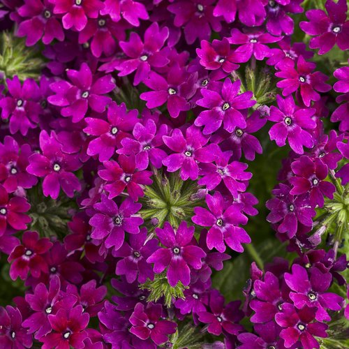 Close-up of vibrant pink and purple verbena flowers with green leaves in the background.