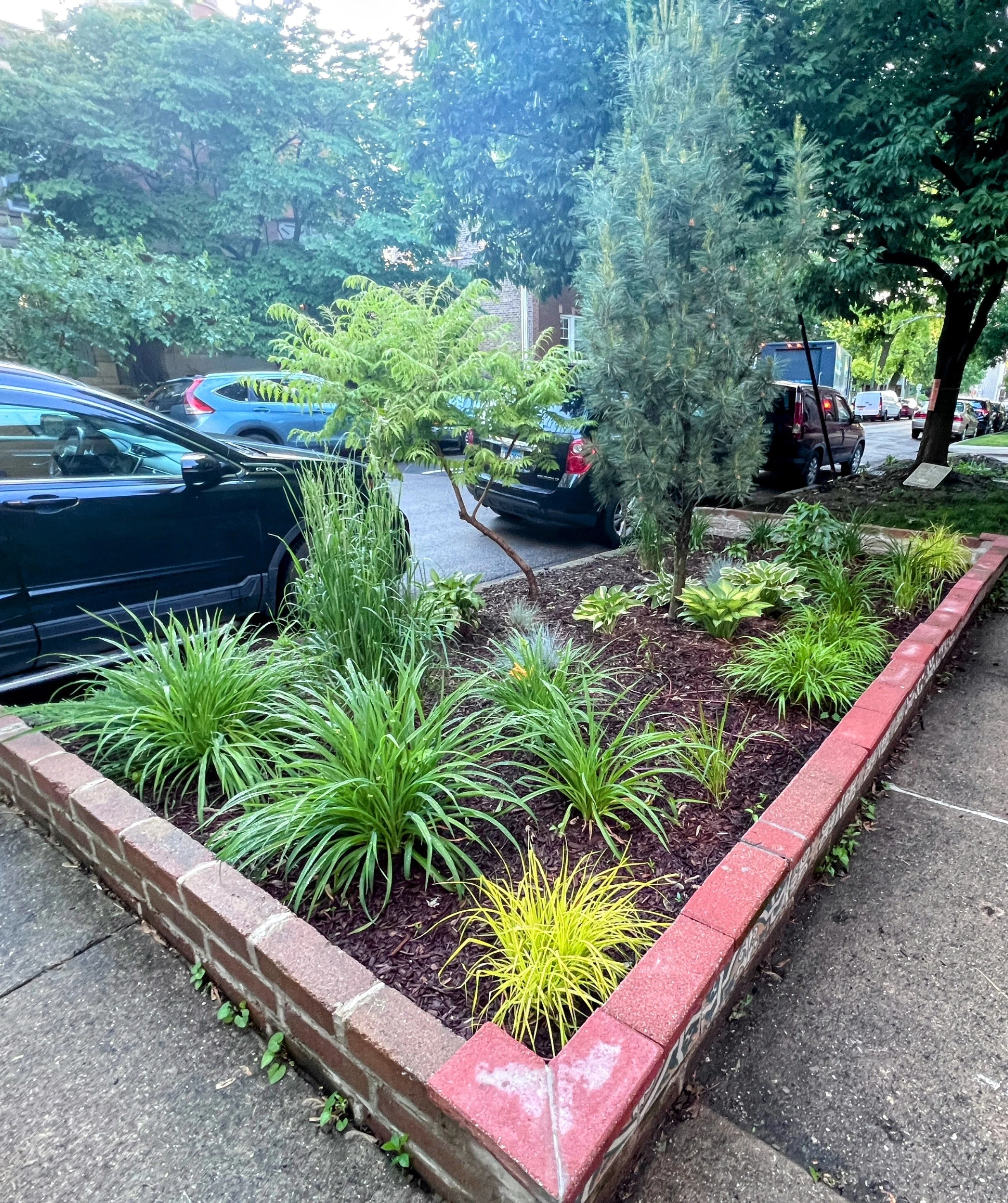 A small landscaped garden bed with various green plants and shrubs, surrounded by a red brick border, located beside a street with parked cars and trees.