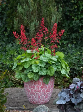Pink patterned flower pot with lush green foliage and tall pink flowering plants, placed outdoors on a wooden surface with greenery in the background.