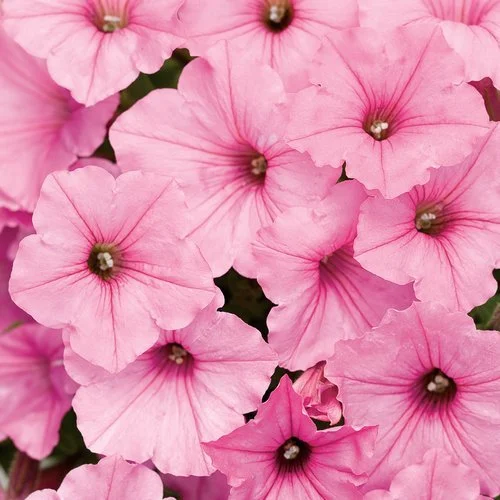 Close-up of pink petunia flowers with dark centers.
