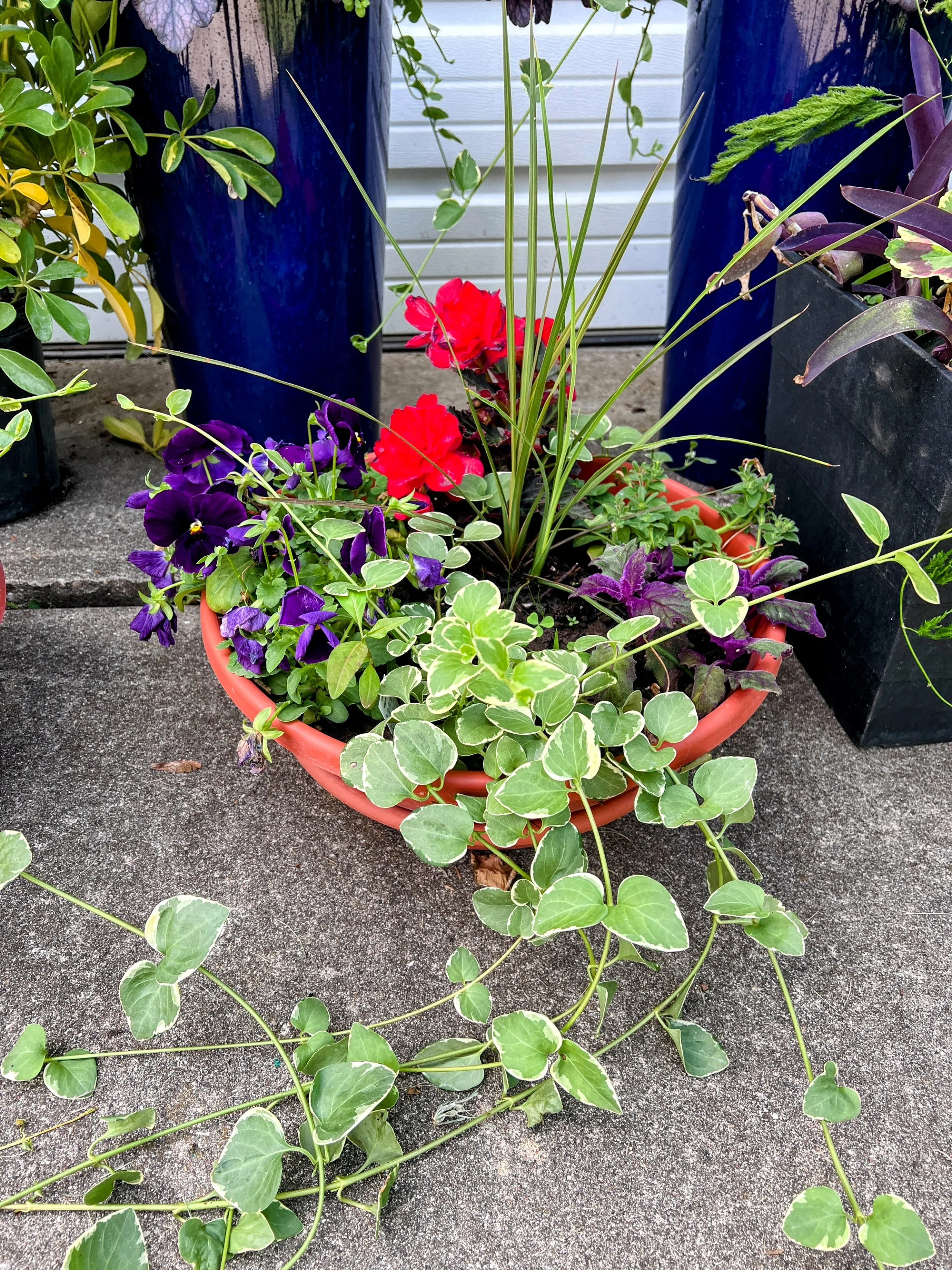A terracotta pot with multicolored flowers, including purple pansies and red begonias, and variegated creeping fig plant, situated on a concrete surface with larger plants in blue and black planters nearby.