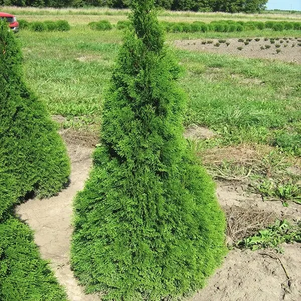 A dense, cone-shaped evergreen shrub, possibly a dwarf juniper, planted in a garden with soil and other greenery around, with a field and trees in the background.