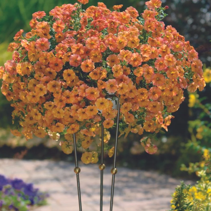 Cluster of small orange and yellow flowers on a supporting structure in a garden.