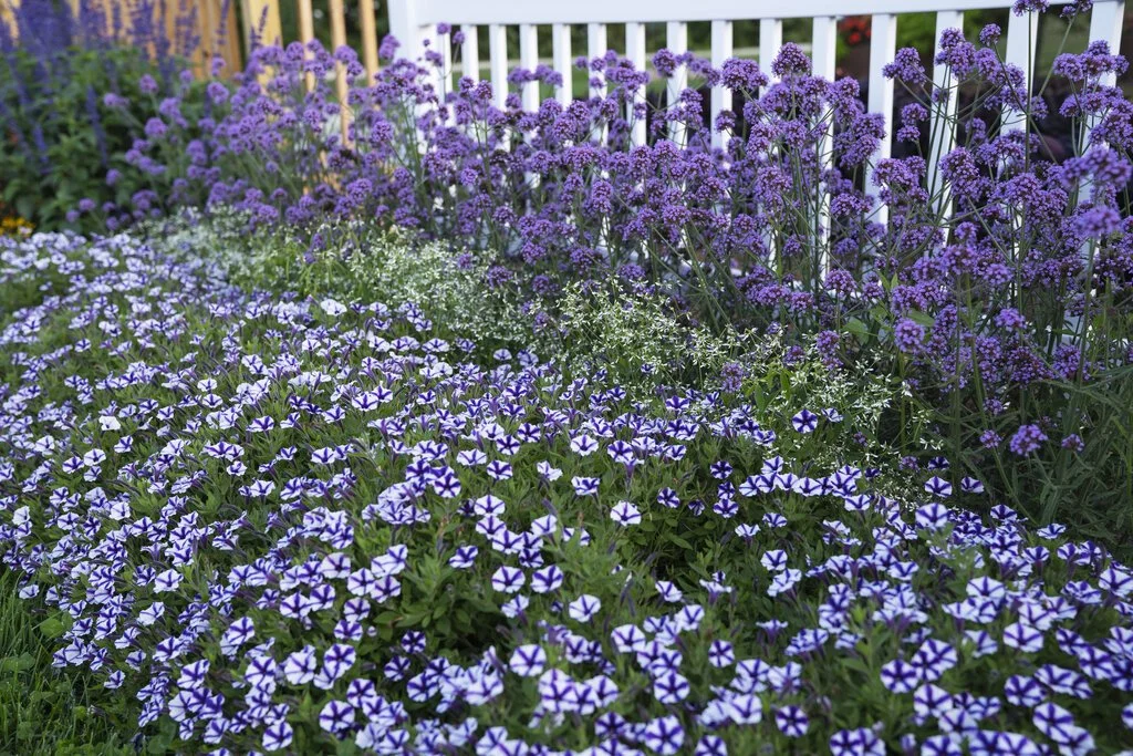 A garden with purple and white flowers blooming in front of a white fence.