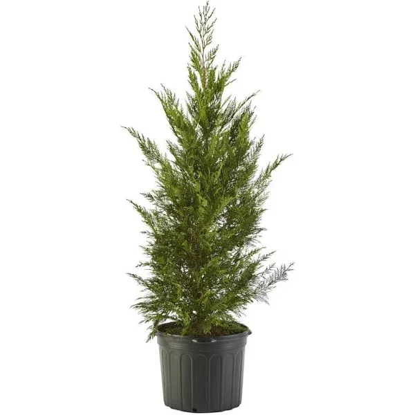 A potted evergreen tree in a black plastic container.
