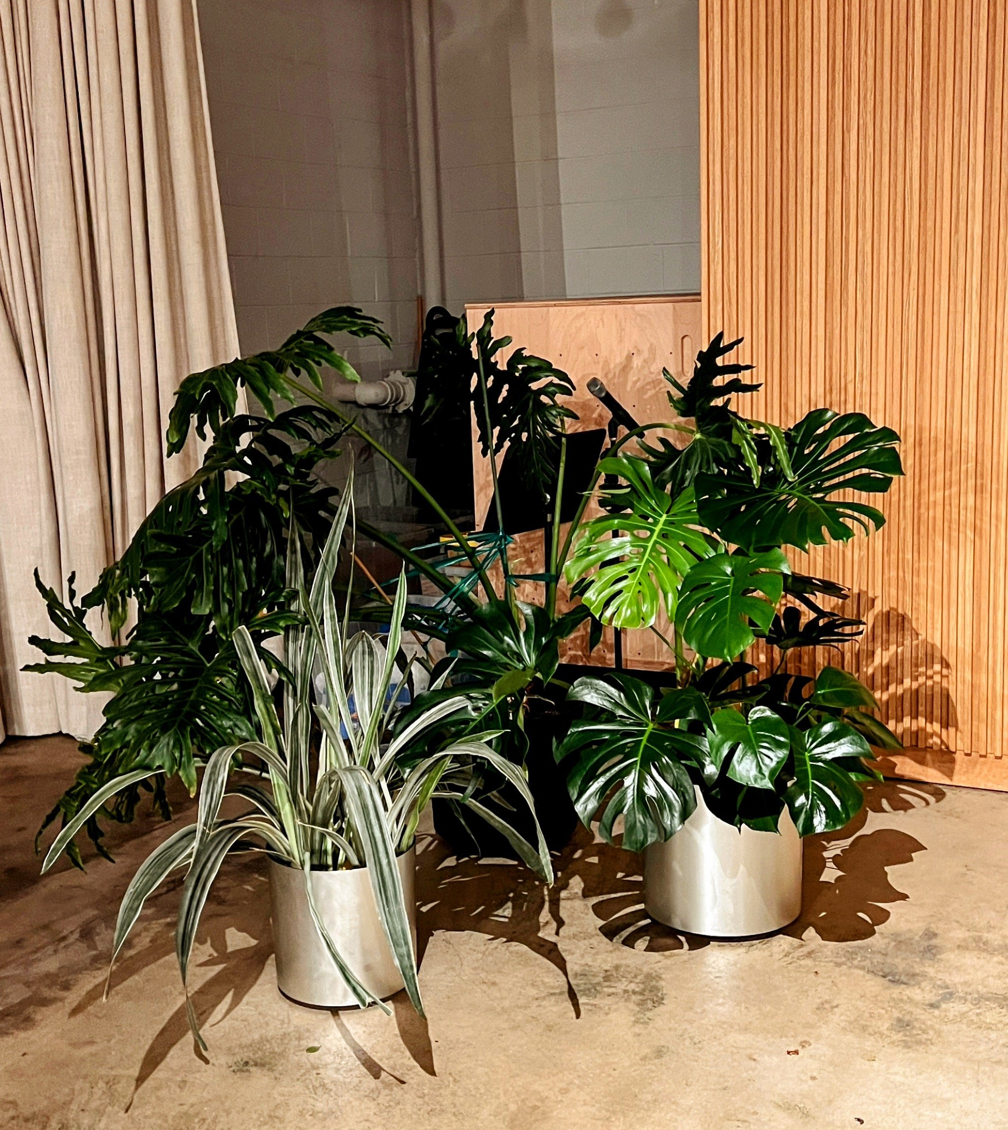 Indoor arrangement of two potted green plants with large, glossy, split leaves, placed on a concrete floor against wooden and beige panels.