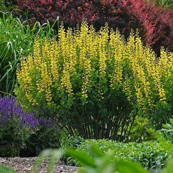 Baptisia DECADENCE® 'Lemon Meringue'.jpg