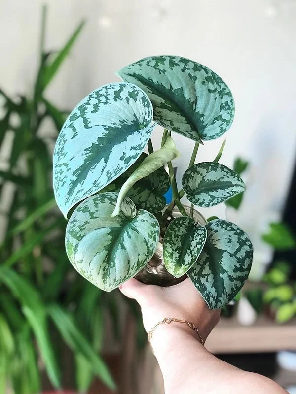 scindapsus-pictus-exotica-11.jpg
