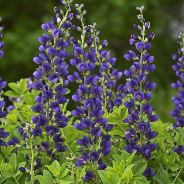 Close-up of purple lupine flowers with green leaves and blurred outdoor background.