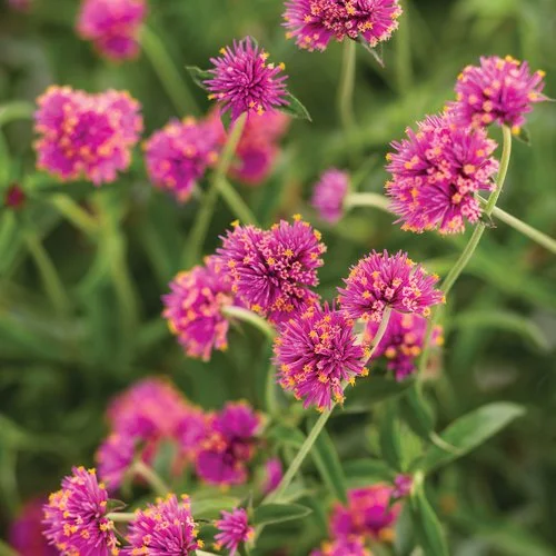 Close-up of vibrant purple and pink flowers with green leaves in the background.