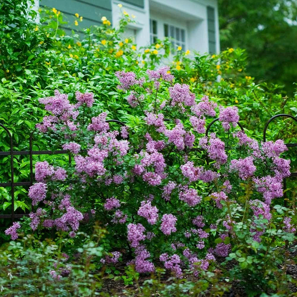 A garden with pink flowering bushes, green foliage, and a house with green siding and white window trim in the background.