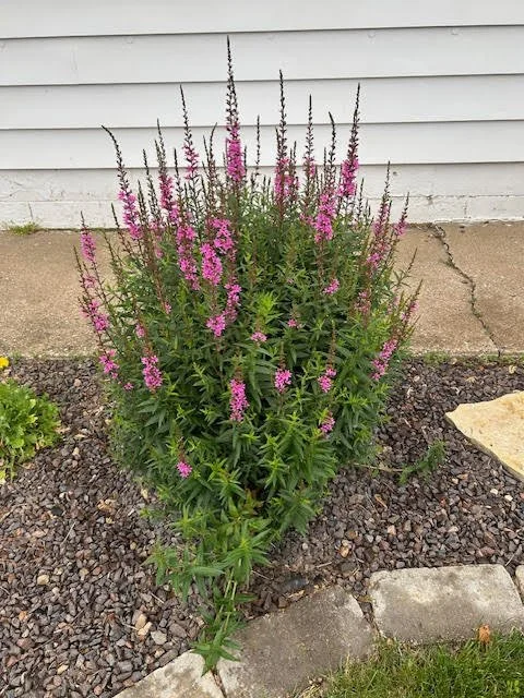 Pink flowering bush in front of a white house siding with a concrete and stone border.