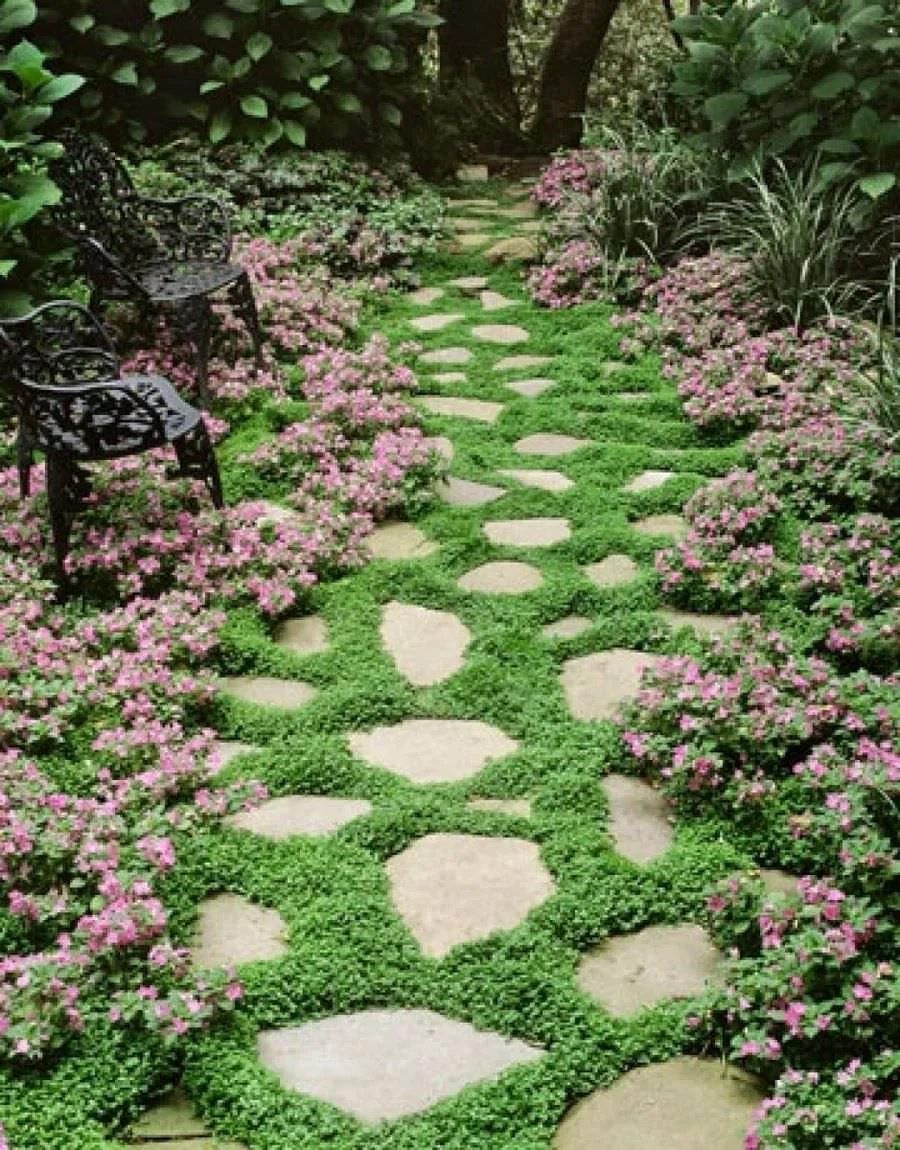 Stepables-Perfect-Plants-for-Paths-and-Walkways-23.jpg