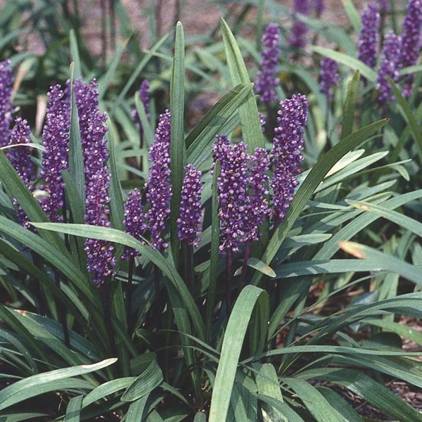 Purple flowering plants with long green leaves in a garden bed.