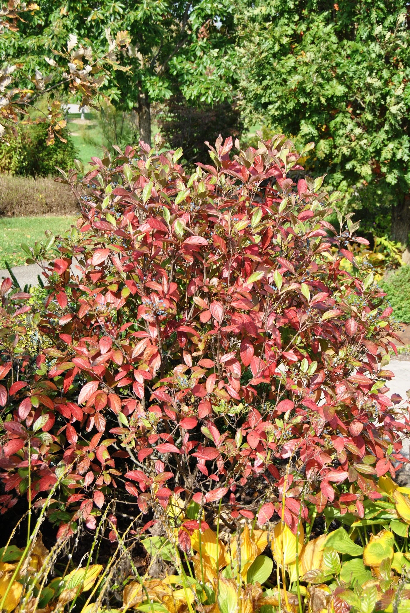 Colorful bush with red and green leaves in a garden, with trees and grass in the background.