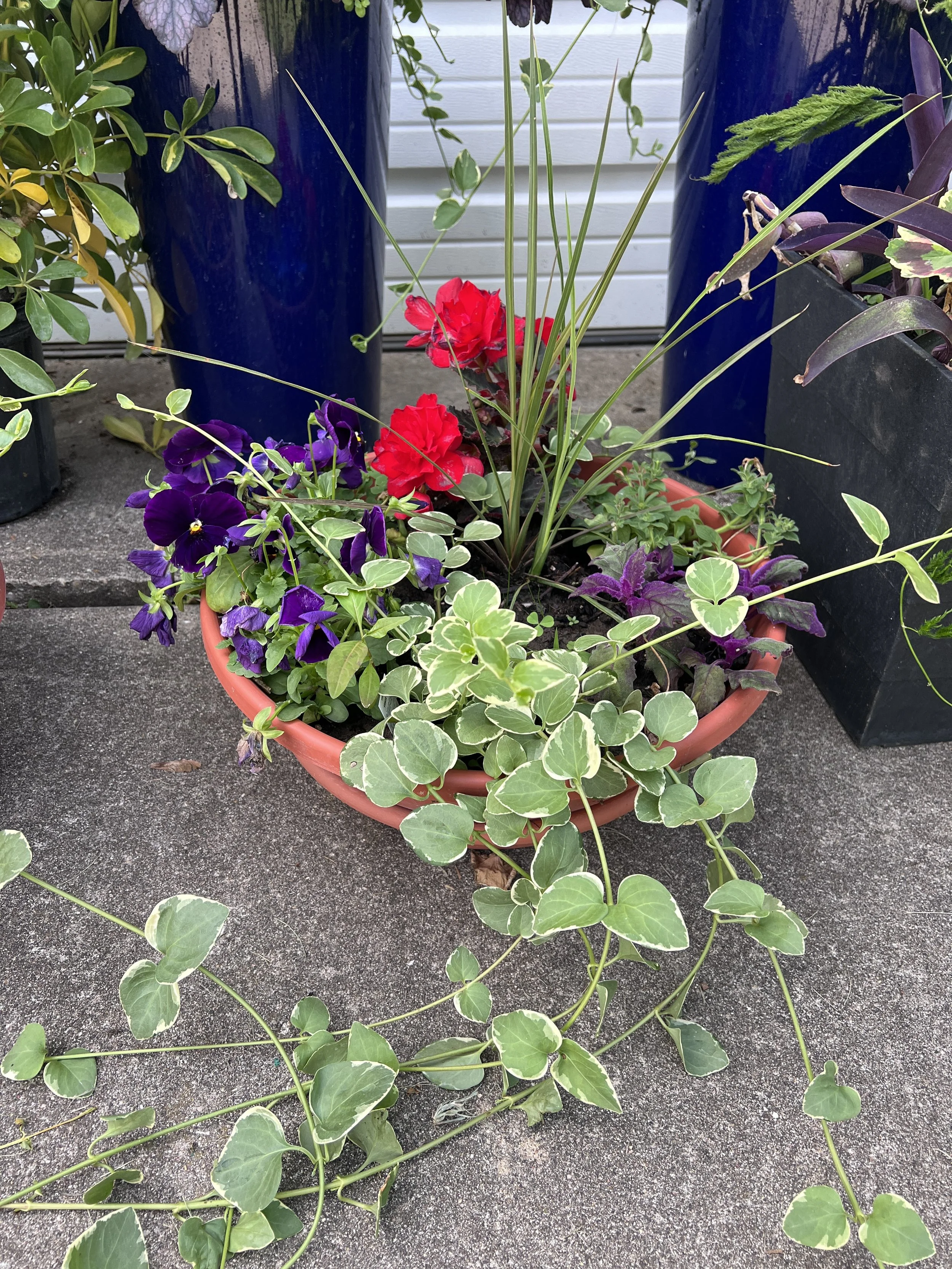 A flower pot with purple, red, and purple-and-green variegated plants on a concrete surface, with tall blue pots and a white wall in the background.