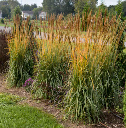 Tall ornamental grasses growing along a garden bed with small purple flowers beneath. Houses and trees are visible in the background.