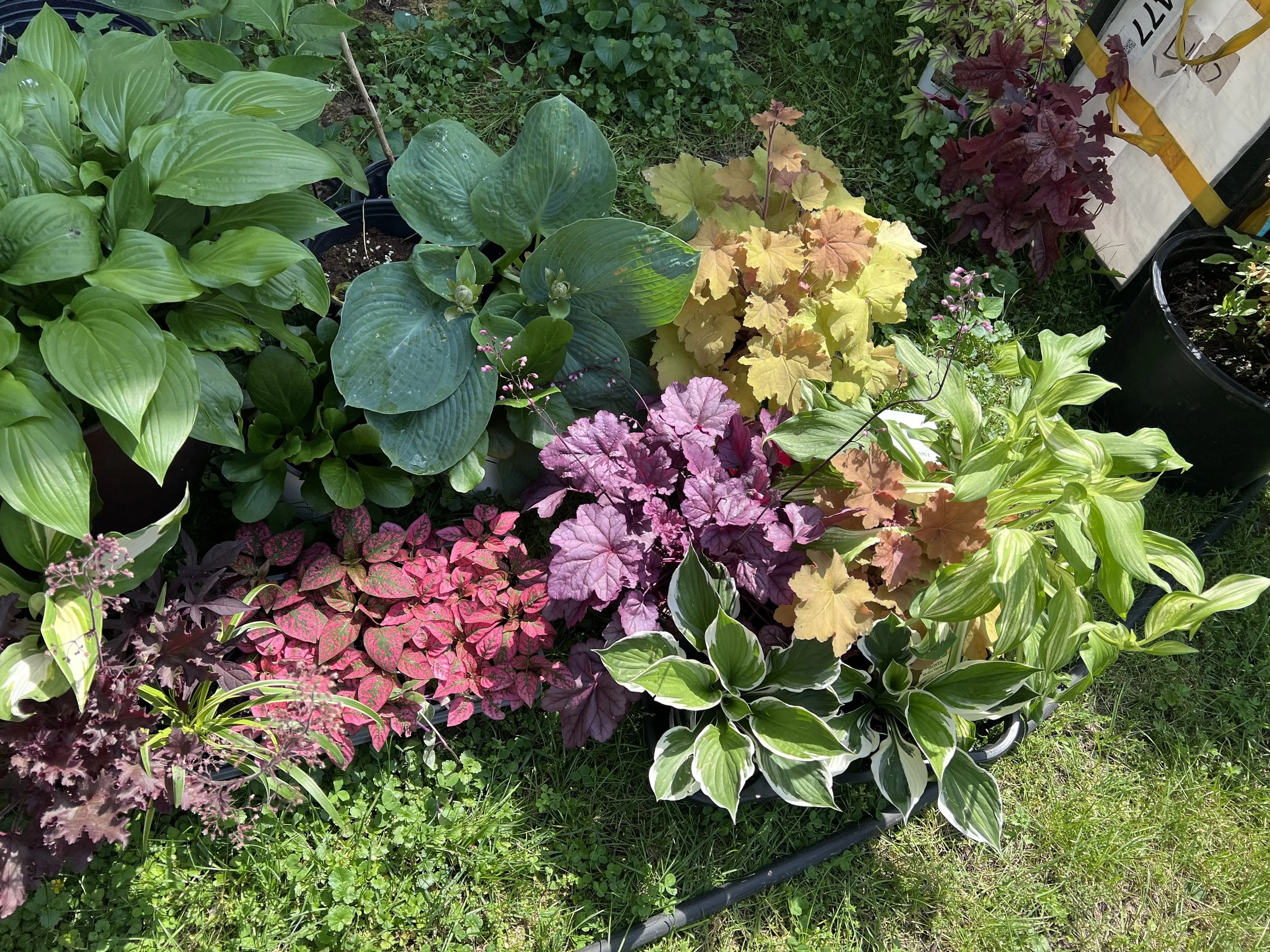 A variety of colorful leafy plants in a garden, including green, purple, pink, yellow, and variegated foliage, arranged in pots on a grassy area.