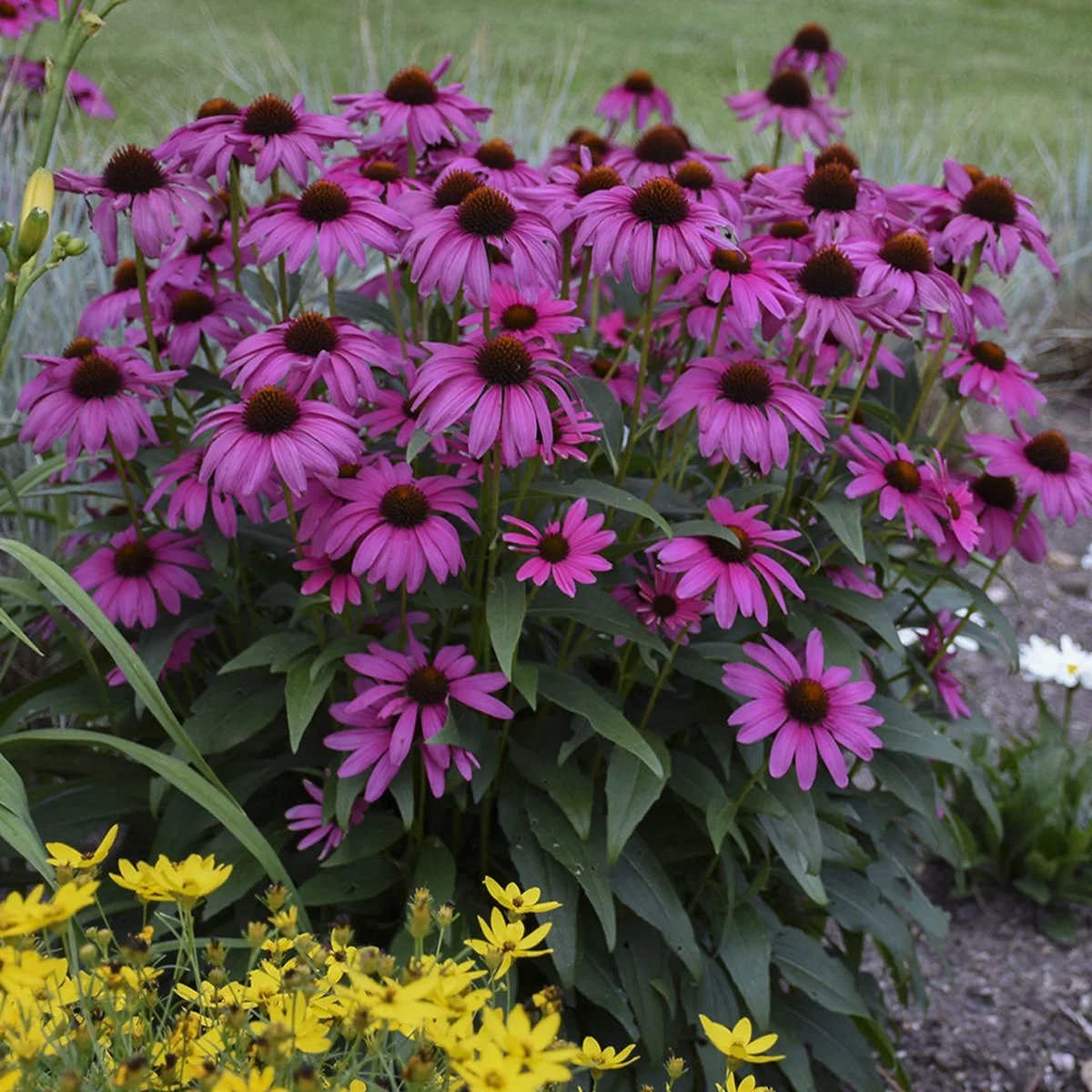 ECHINACEA_BUTTERFLY_PURPLE_EMPEROR_CONEFLOWER_WG_ECHPE_02.jpg