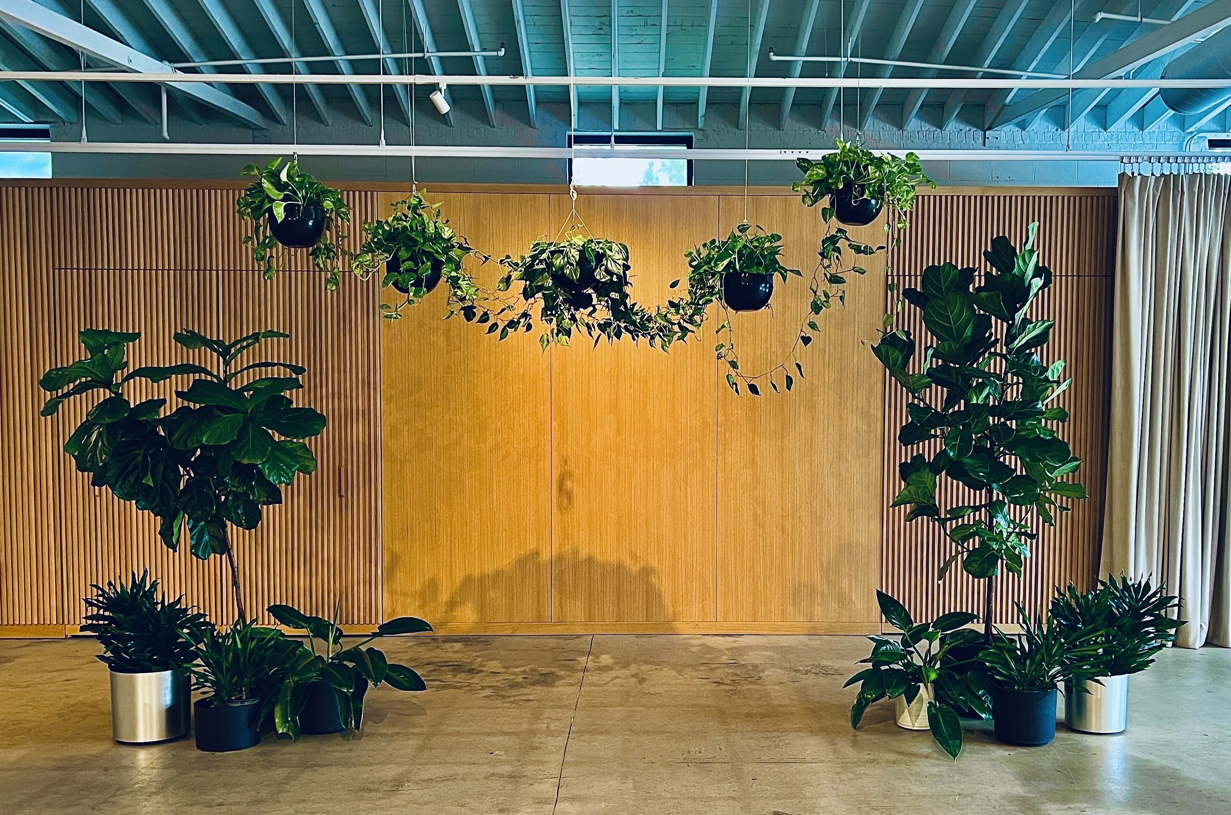 Indoor arrangement of potted green plants in front of a wooden wall, with hanging and side plants in a modern setting.