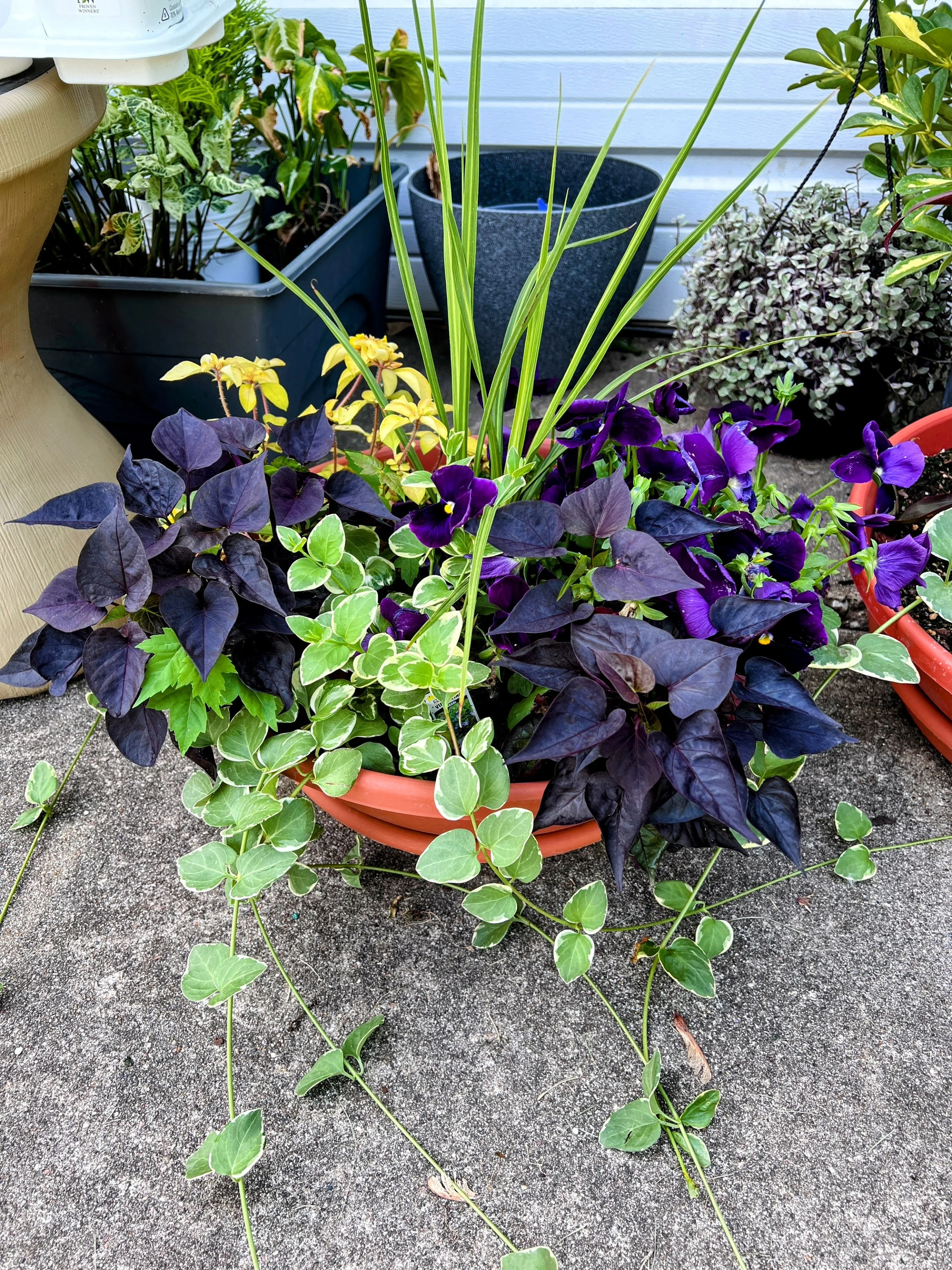 Colorful potted plants on a concrete patio, including purple and green foliage plants with some yellow flowers, and a backdrop of other plants and containers.