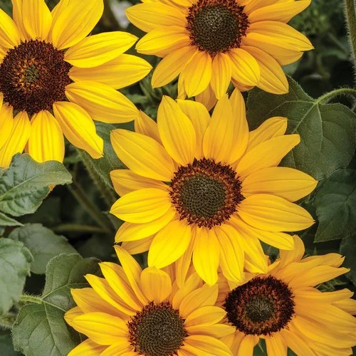 Group of bright yellow sunflowers with dark centers surrounded by green leaves.