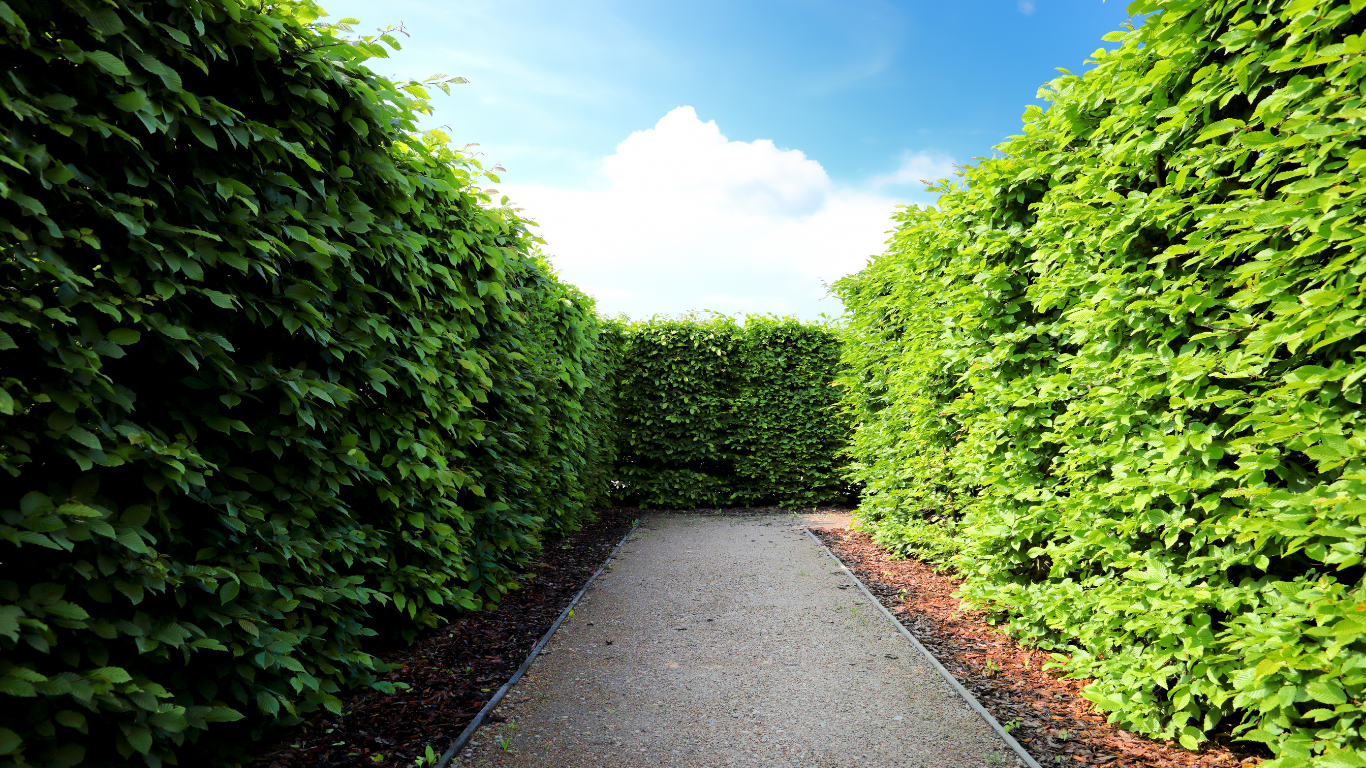A narrow gravel path flanked by tall, dense green hedges under a partly cloudy sky.