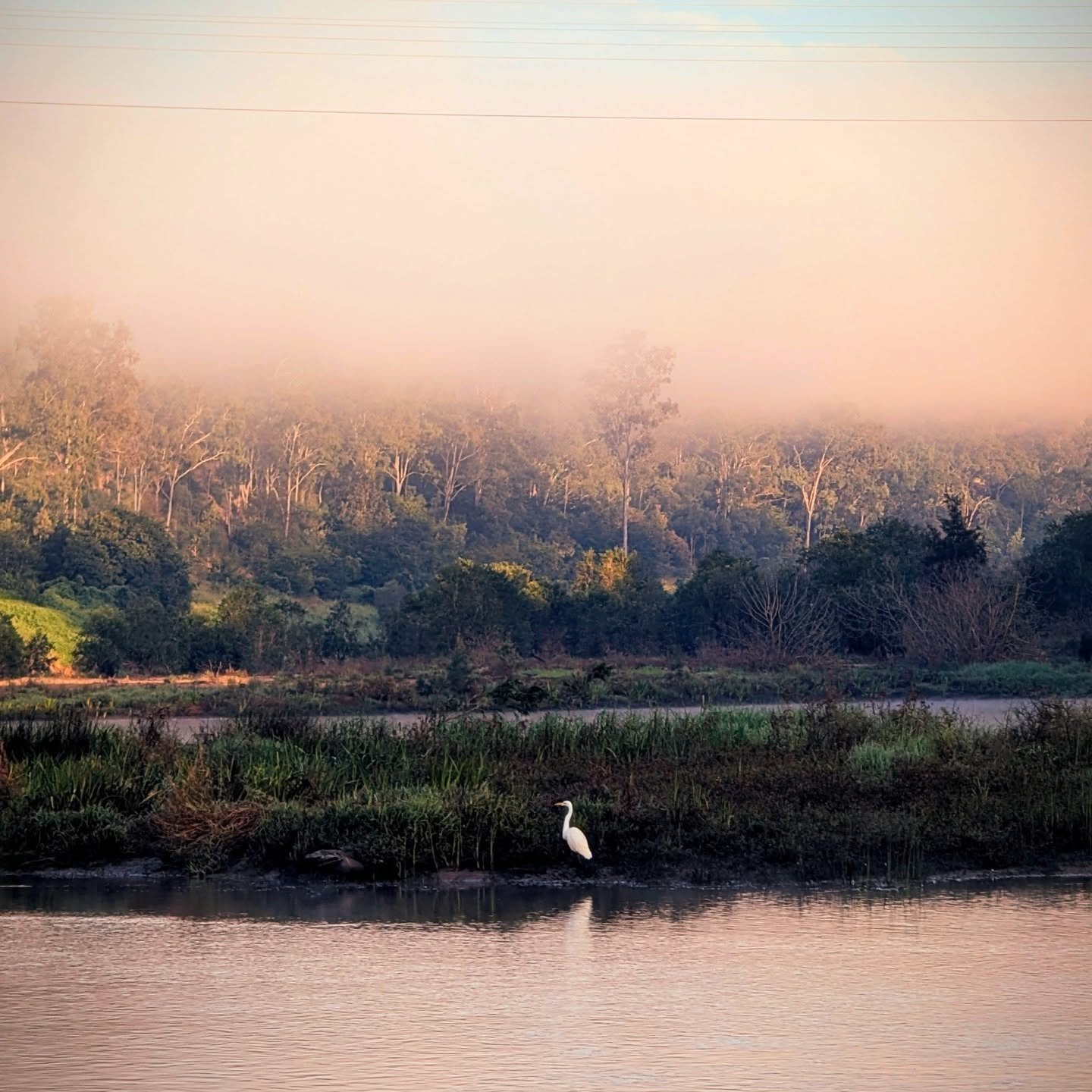 This guy is known in my household as 'my little mate', he lives at my happy place just down the road. Over the years and many flooding events at the reserve, he became my symbol of resilience, for he always comes back and I just feel better when I se