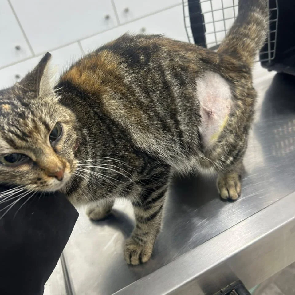 Rescue from Adamantas who have been successfully spayed/neutered through donations.